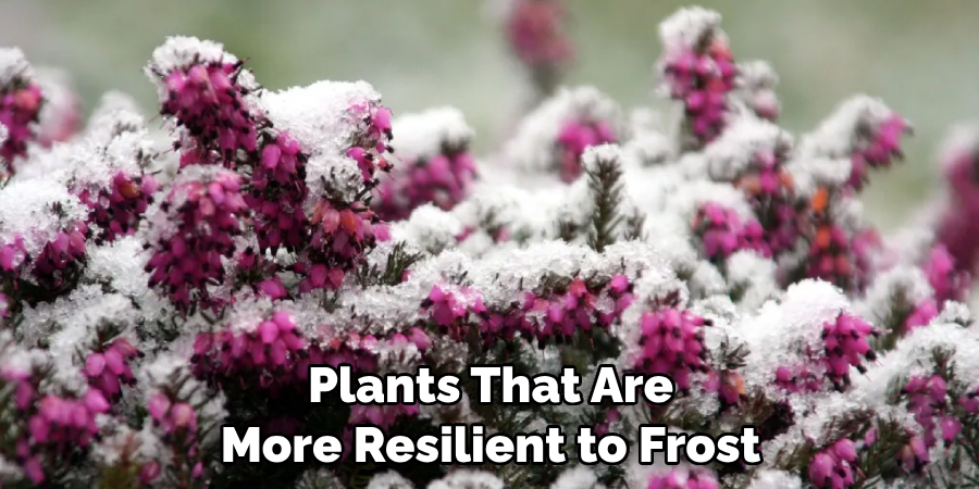 Plants That Are More Resilient to Frost